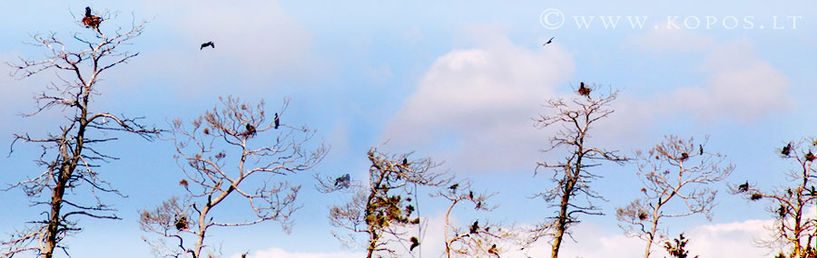 Didieji kormoranai - privaloma saugoti paukščių rūšis
